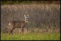 Capriolo - Capreolus capreolus