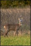 Capriolo - Capreolus capreolus