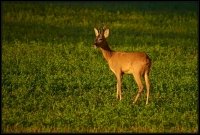 Capriolo - Capreolus capreolus