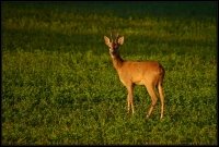 Capriolo - Capreolus capreolus