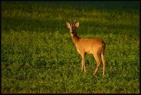 Capriolo - Capreolus capreolus