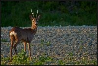 Capriolo - Capreolus capreolus