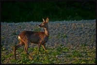 Capriolo - Capreolus capreolus