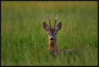 Capriolo - Capreolus capreolus