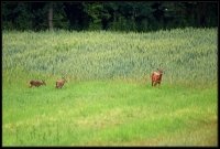Capriolo - Capreolus capreolus