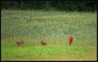 Capriolo - Capreolus capreolus