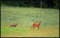 Capriolo - Capreolus capreolus