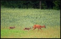 Capriolo - Capreolus capreolus