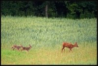 Capriolo - Capreolus capreolus