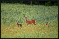 Capriolo - Capreolus capreolus