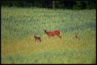 Capriolo - Capreolus capreolus
