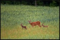 Capriolo - Capreolus capreolus