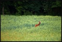 Capriolo - Capreolus capreolus