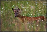 Capriolo - Capreolus capreolus
