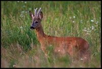 Capriolo - Capreolus capreolus