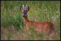 Capriolo - Capreolus capreolus