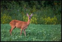 Capriolo - Capreolus capreolus