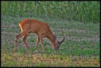 Capriolo - Capreolus capreolus