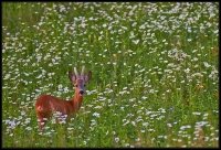 Capriolo - Capreolus capreolus