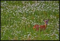 Capriolo - Capreolus capreolus