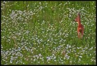 Capriolo - Capreolus capreolus