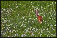 Capriolo - Capreolus capreolus