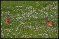 Capriolo - Capreolus capreolus