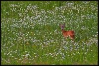 Capriolo - Capreolus capreolus