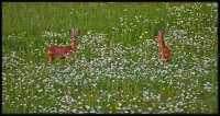 Capriolo - Capreolus capreolus