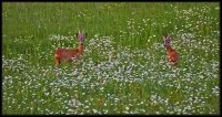 Capriolo - Capreolus capreolus