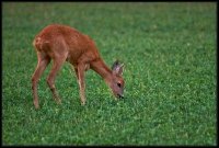 Capriolo - Capreolus capreolus