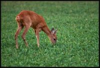 Capriolo - Capreolus capreolus