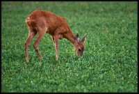 Capriolo - Capreolus capreolus