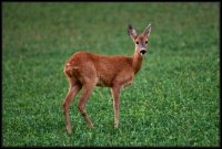 Capriolo - Capreolus capreolus