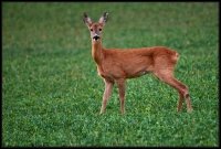 Capriolo - Capreolus capreolus