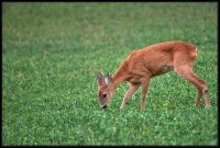 Capriolo - Capreolus capreolus