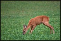 Capriolo - Capreolus capreolus