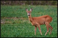 Capriolo - Capreolus capreolus