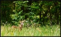 Capriolo - Capreolus capreolus