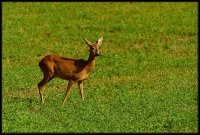 Capriolo - Capreolus capreolus