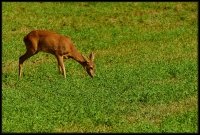 Capriolo - Capreolus capreolus