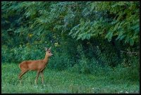 Capriolo - Capreolus capreolus