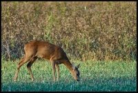 Capriolo - Capreolus capreolus