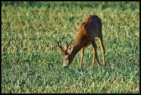 Capriolo - Capreolus capreolus