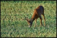 Capriolo - Capreolus capreolus