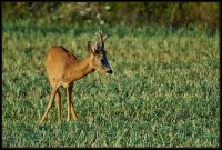 Capriolo - Capreolus capreolus