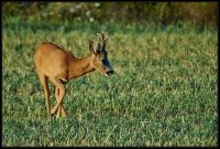 Capriolo - Capreolus capreolus