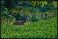 Capriolo - Capreolus capreolus