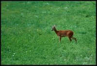 Capriolo - Capreolus capreolus