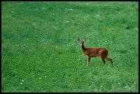 Capriolo - Capreolus capreolus